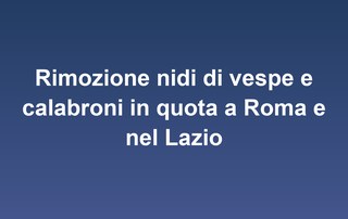 Rimozione nidi di vespe e calabroni in quota a Roma e nel Lazio