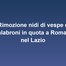 Rimozione nidi di vespe e calabroni in quota a Roma e nel Lazio